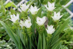 Curcuma zedoaria ´White Wonder´6